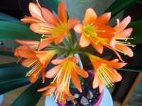 Неприхотливое красиво цветущее растение кливия Высылаю!