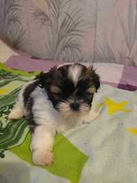 Shih tzu  piesek