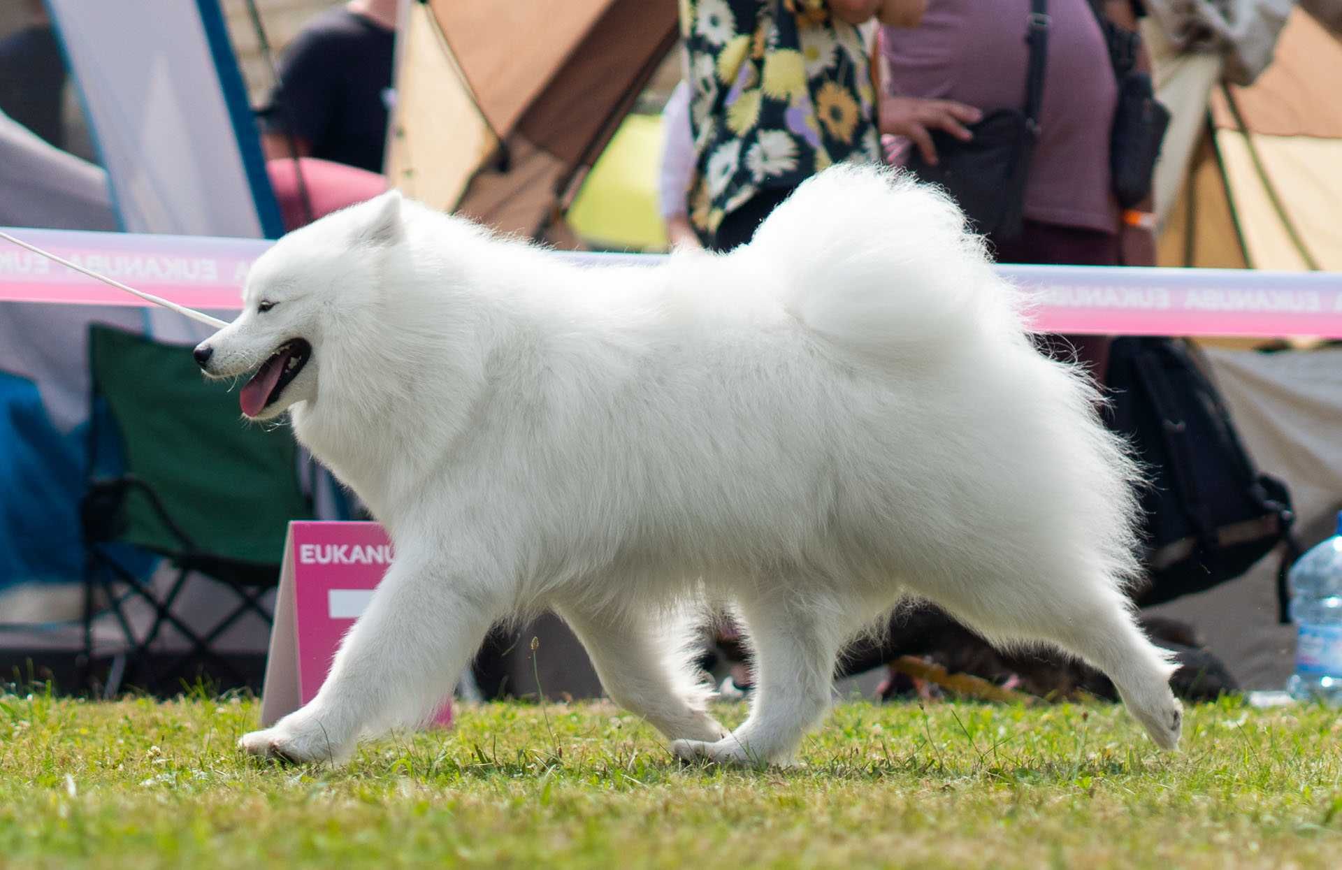 Szczenię Samoyed ZKWP FCI
