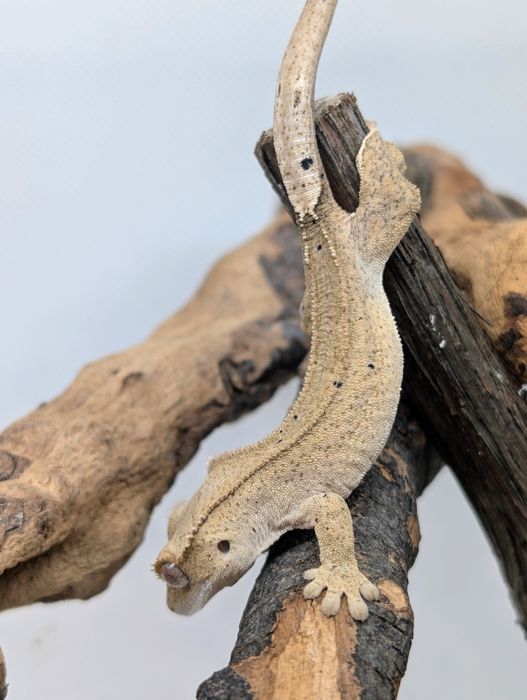 Gekon orzęsiony nsex