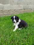 Pies  Border Collie