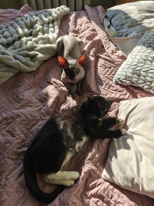 BENIA  - wojowniczka po przejściach szuka domku na zawsze!