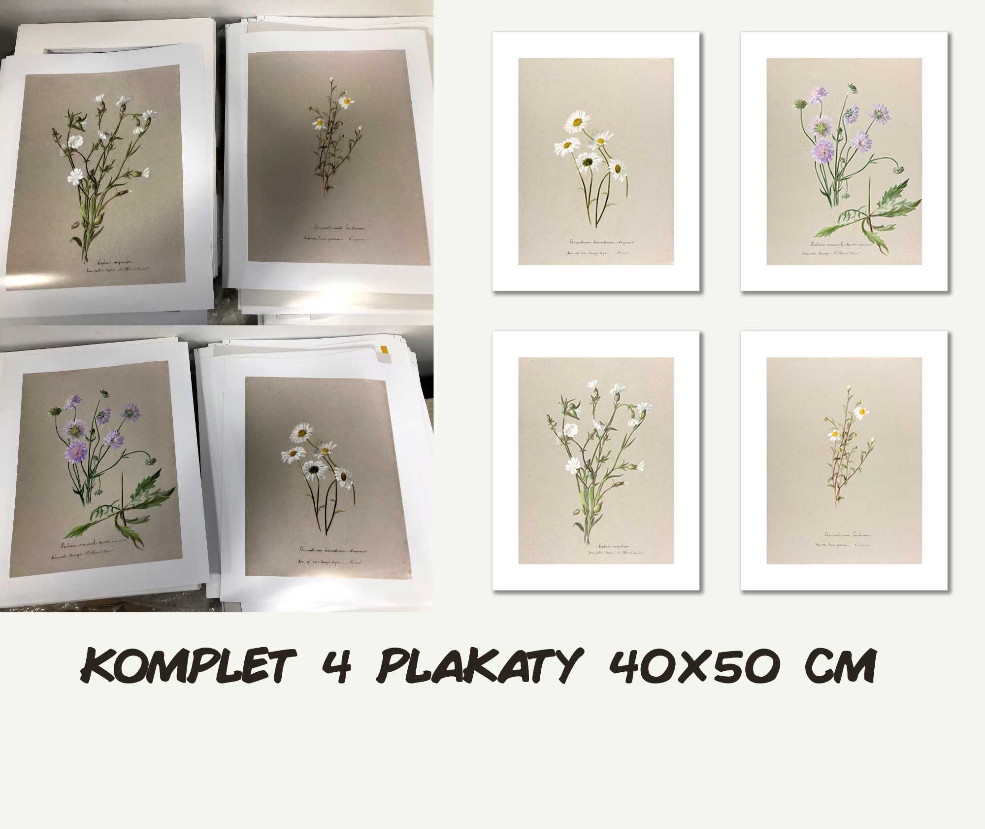 KOMPLET  4 plakaty botaniczne, polne kwiaty 40x50 x 4 sztuki