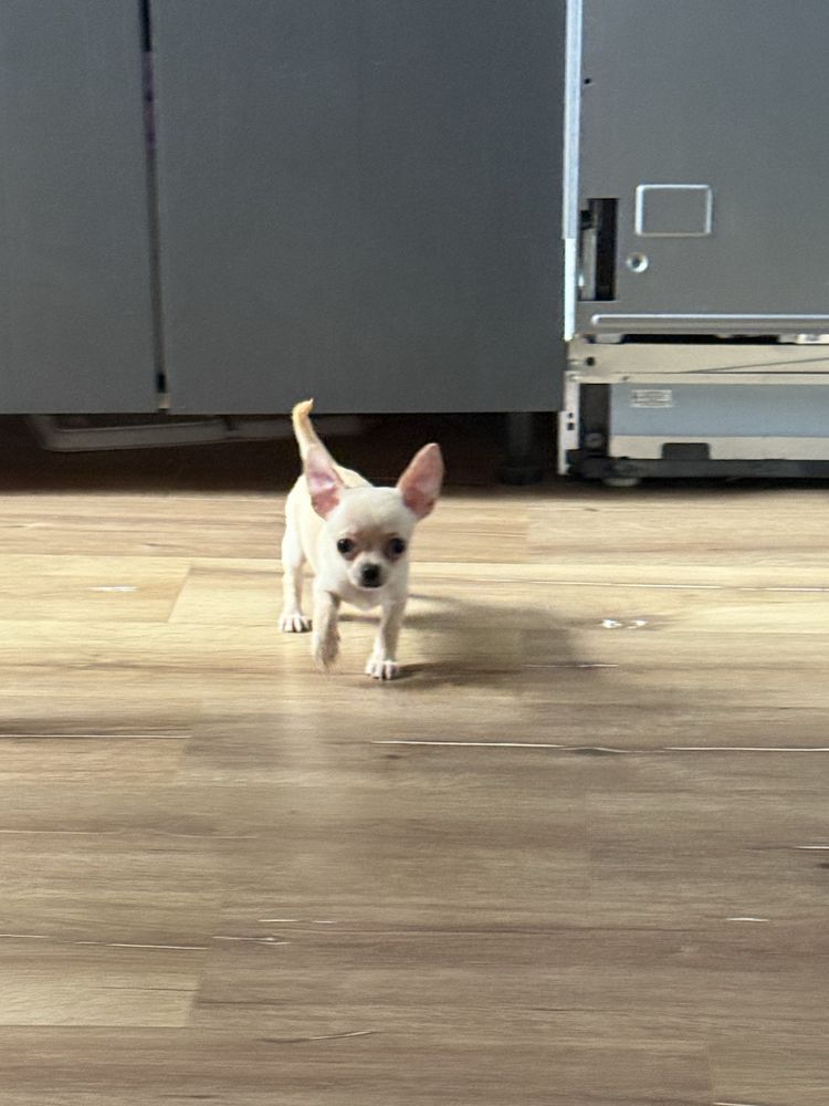 Chlopiec chihuahua beżowy Cywil