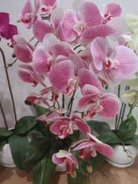 Продам латексні орхідеї