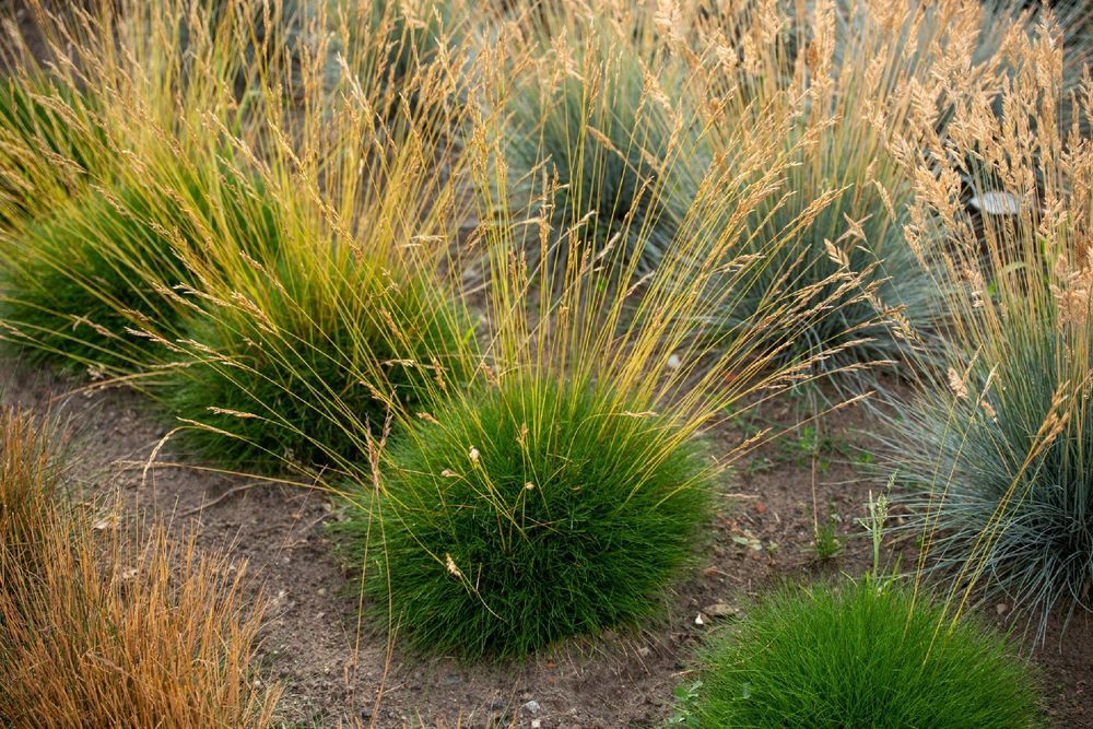 Kostrzewa Gautiera 'Pic Carlit' niedźwiedzie futro (Festuca gautieri)