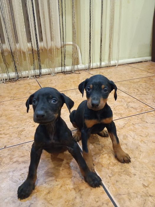 Цуценята добермана