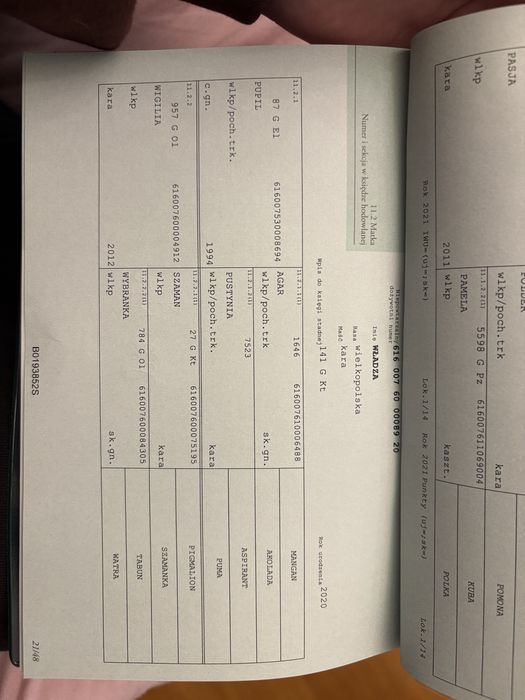 Wałaszek prawie 2 letni dotacyjny wielkopolski