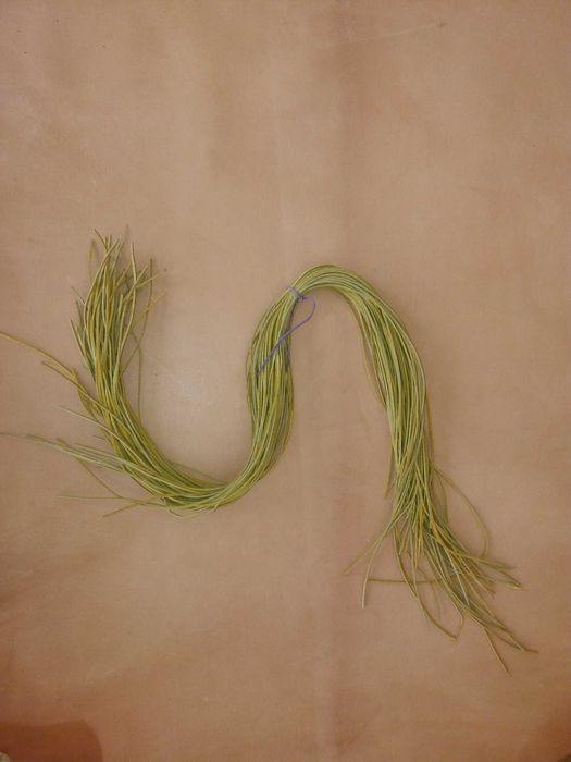 Rzemień , rzemienie żółte