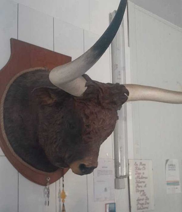 Cabeça de Boi Resina