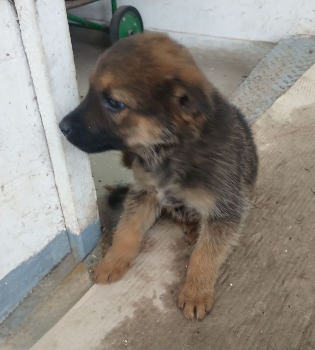 Отдам даром в добрые руки щенков метисы маленькой породы