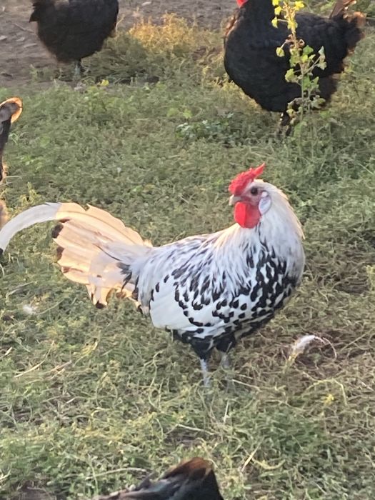Kury koguty pary Ayam camani hamburgi