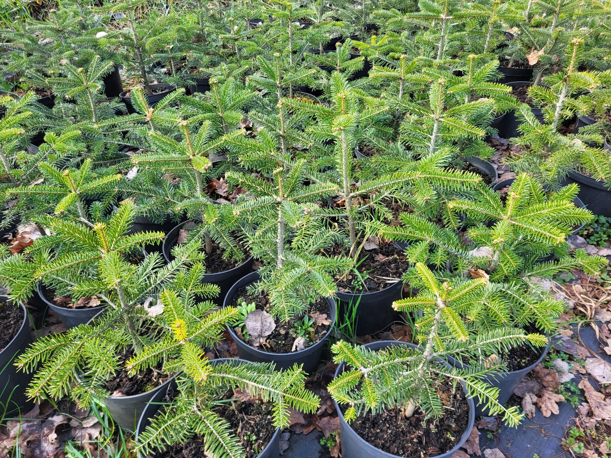 Cis hicksii wysokość 100cm, cisy