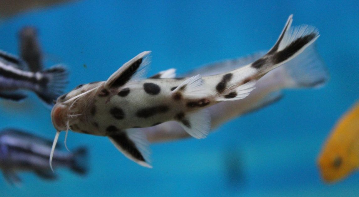 Synodontis Polli White