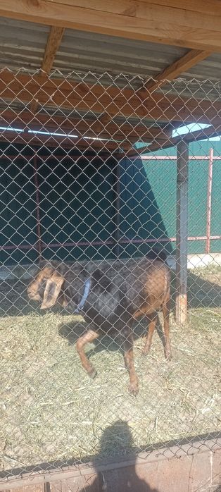 Паровка кіз англонубійським козлом