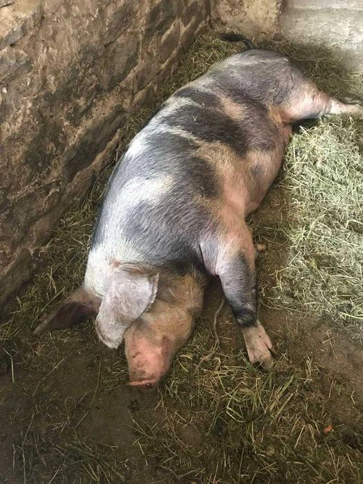 Продаємо свиней та поросят