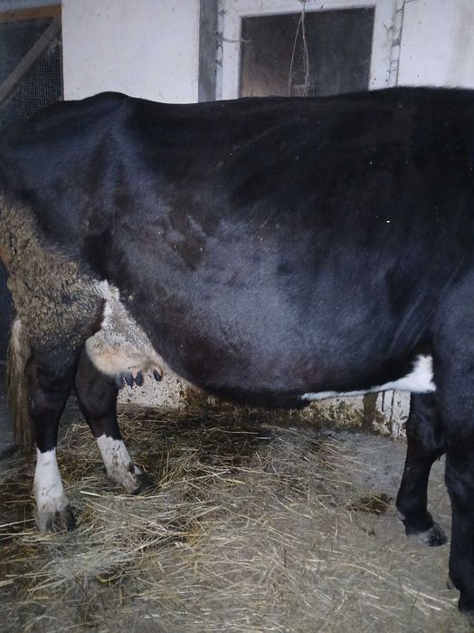 Продам дві корови