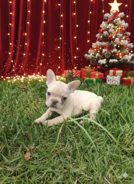 bulldog francês macho