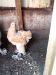 Galo brahma buff azul