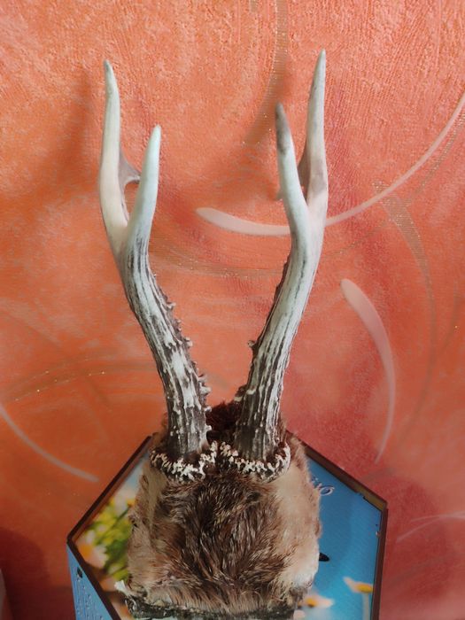 Роги дикої тварини