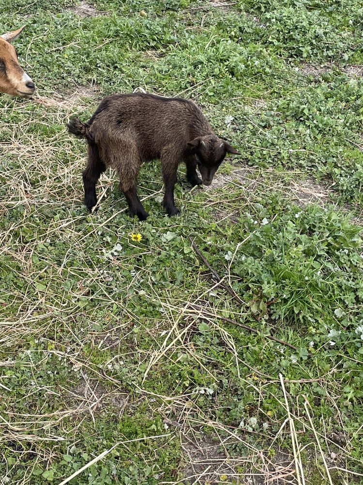 Vendo chiba ana 2 meses