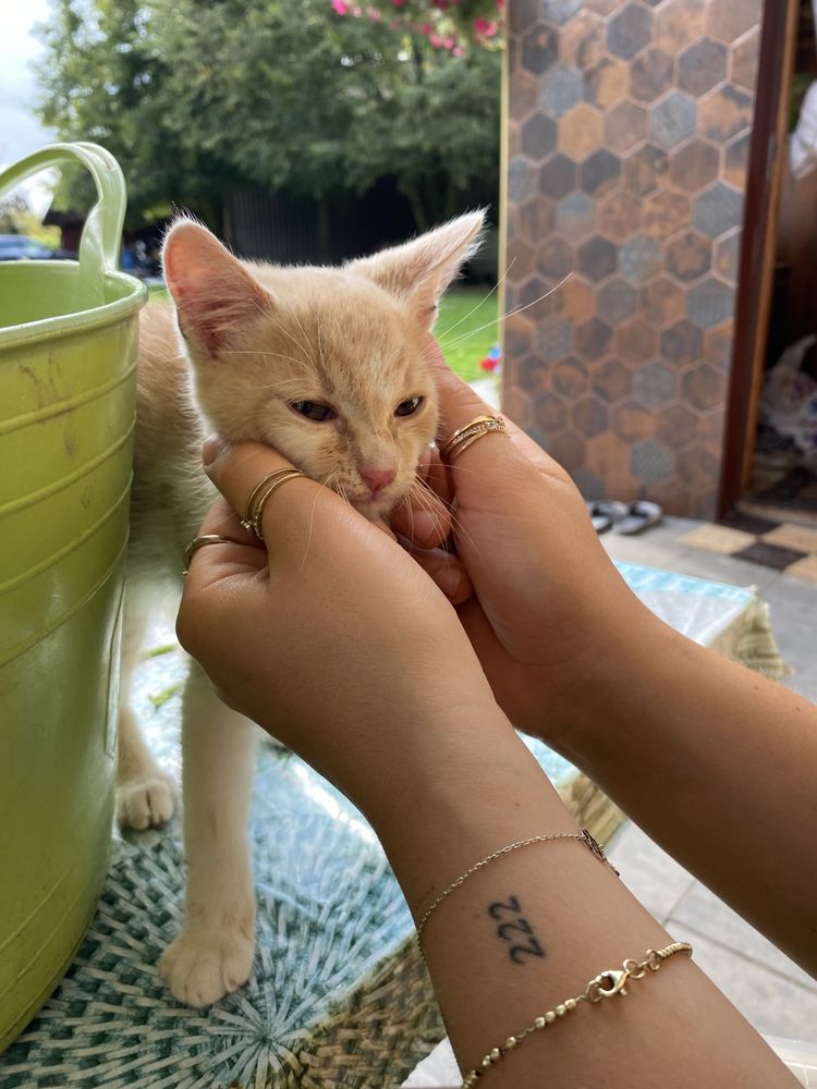 Kotek do oddania
