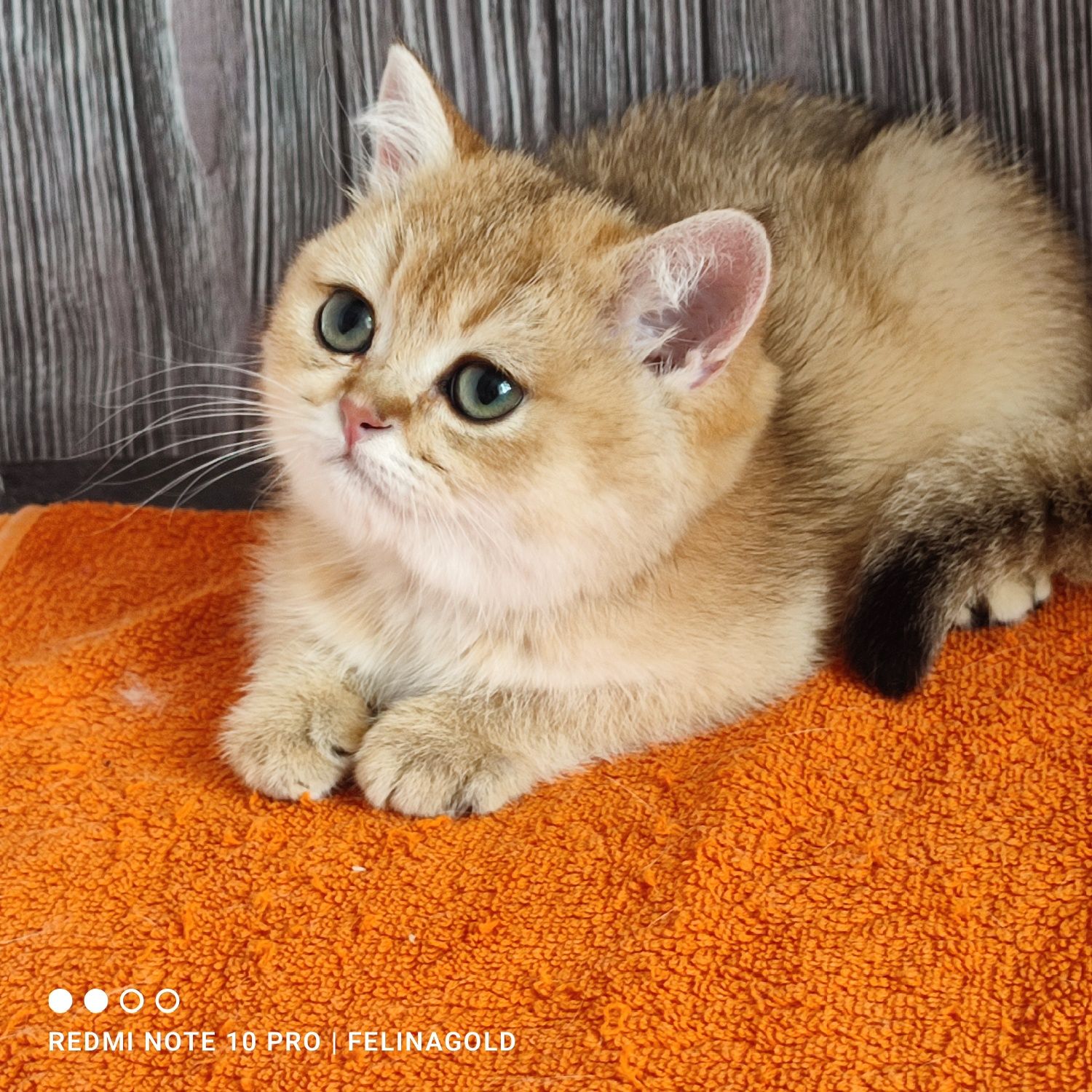 Котик британської золотоі шиншили