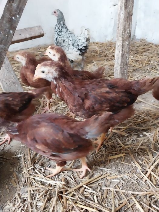 Młode Kury Karmazyny