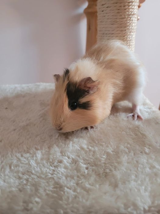 Świnki morskie śliczne  samiczki
