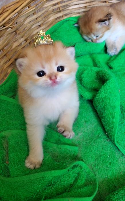 Ручные и очень ласковые лапочки, котята золотая шиншилла