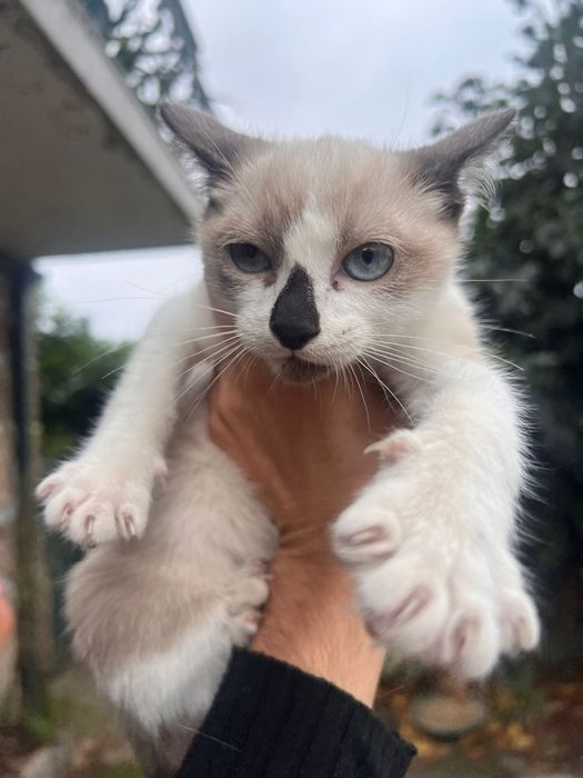 Gatas para adoção responsável