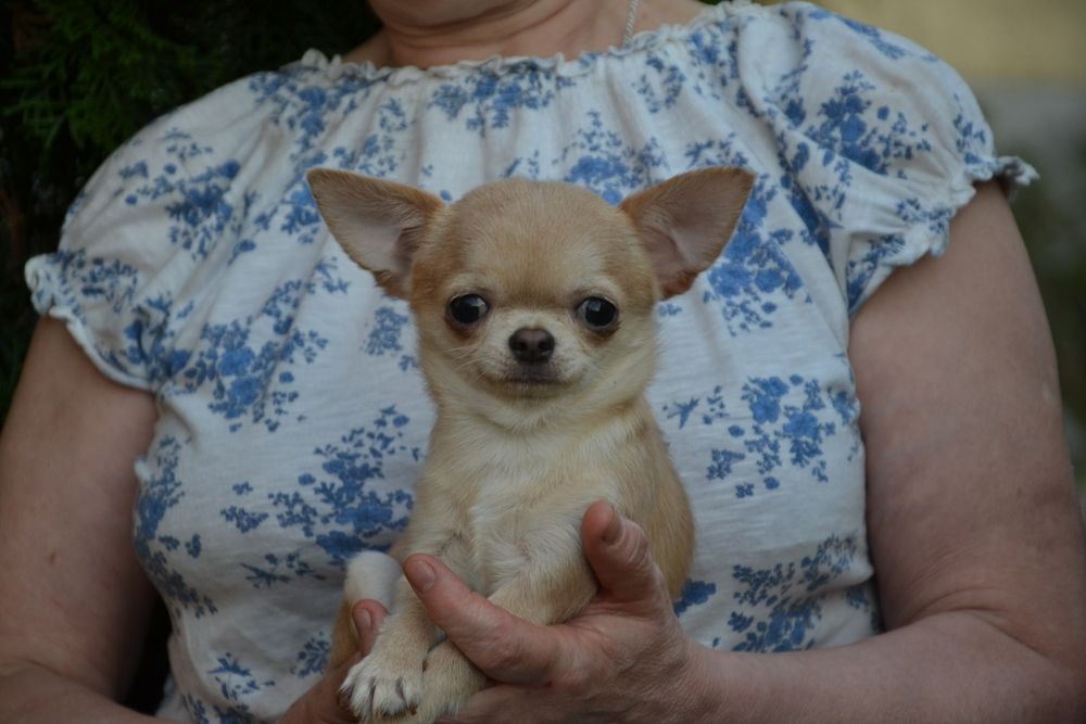 Кремовий хлопчик.Доставка!