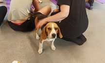 Śliczna suczka Beagle Hodowlana