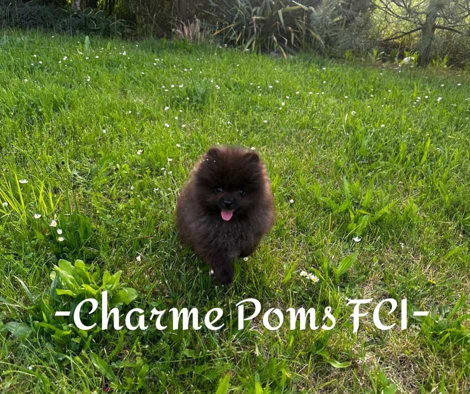 Szpic miniaturowy pomeranian pies uroczy FCI