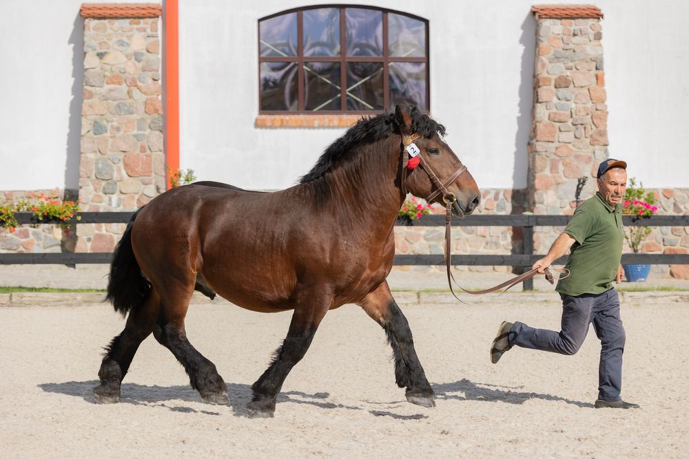 Sprzedam ogiera rasy Arden Polski