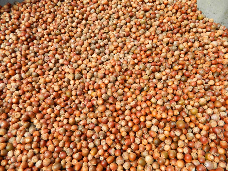 Sprzedam nasiona żołędzie dębu czerwonego ( Quercus Rubra ) zbiór 2024
