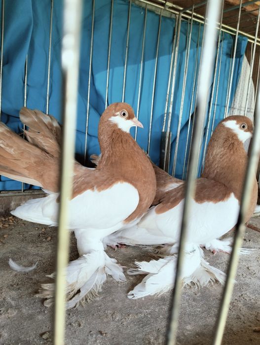 Sprzedam wolzanskie samce i samice 2025