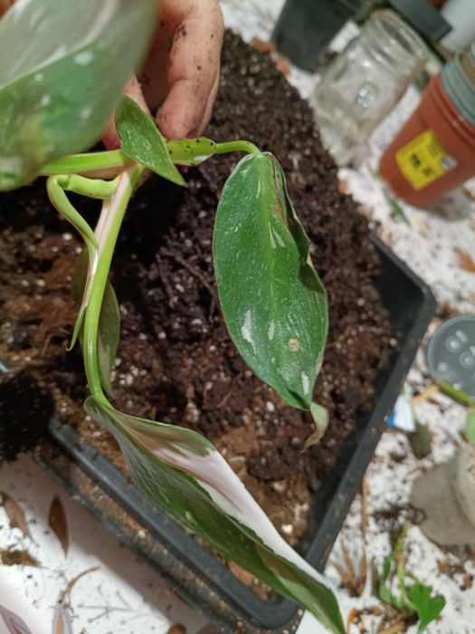 philodendron white princess nr3