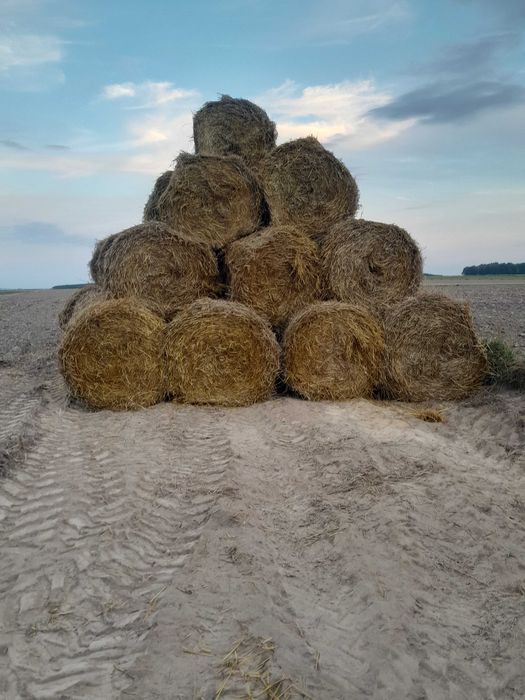 Słoma tegoroczna 120x120