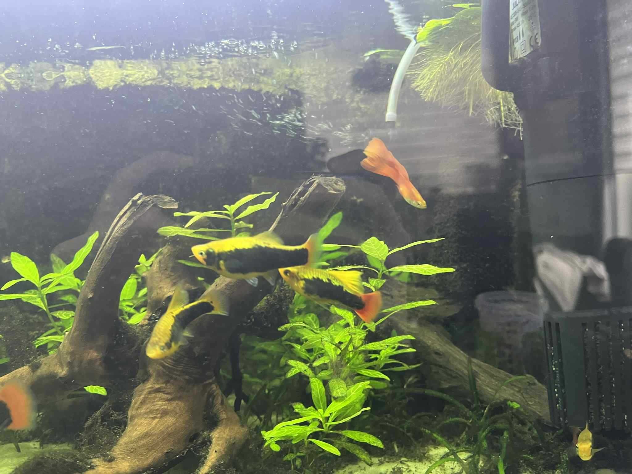 Platka hi fin tuxedo yellow