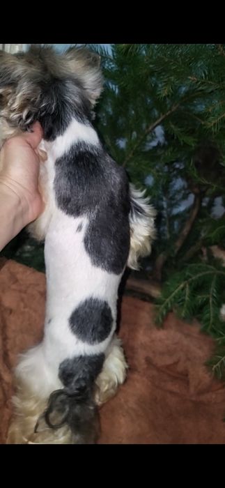 Бівер-йорк. Дівчинка. Міні.