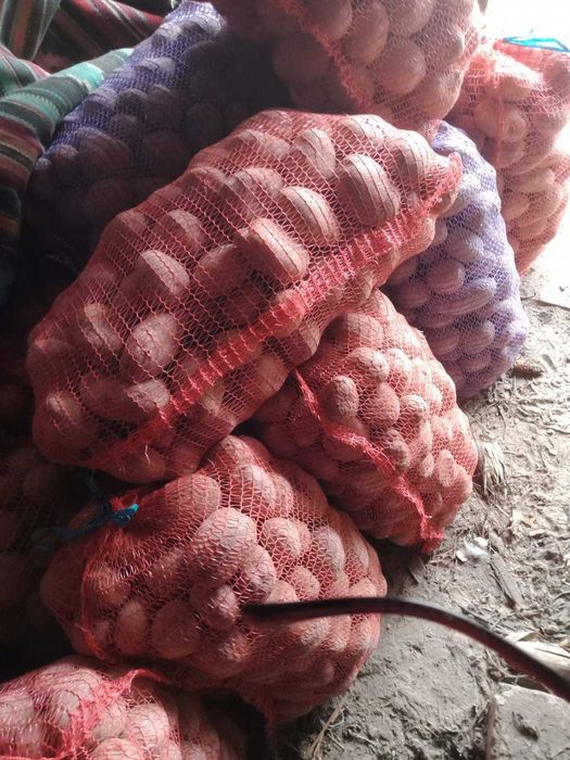 Продам середню домашню картоплю в сітках по 20 кг