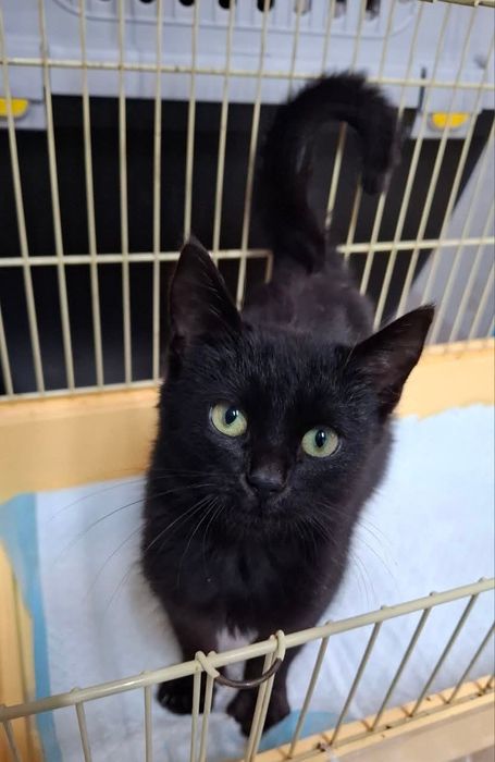 Котик шукає родину!