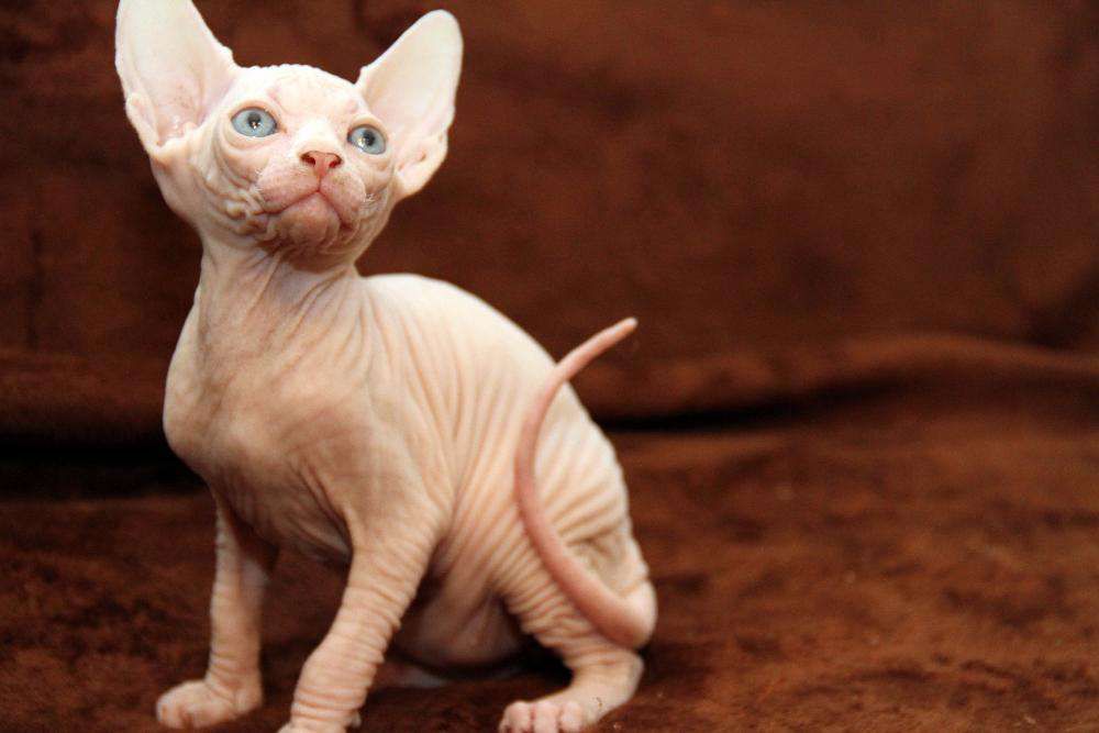 Голубоглазые котята