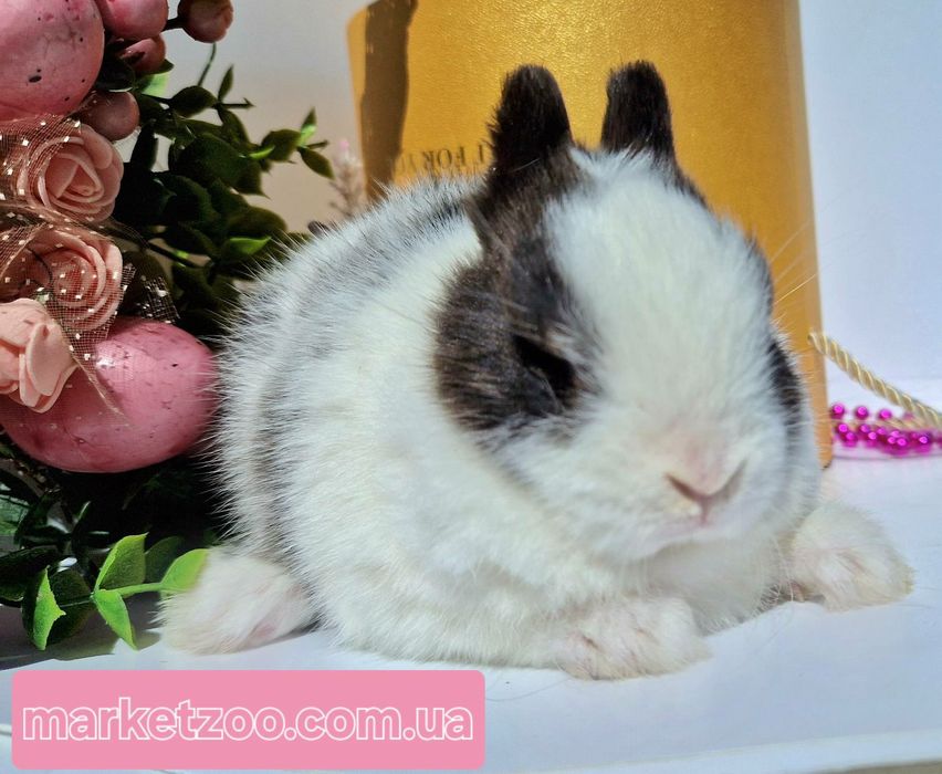 Милий кролик породи Mini Netherland шукає дім!