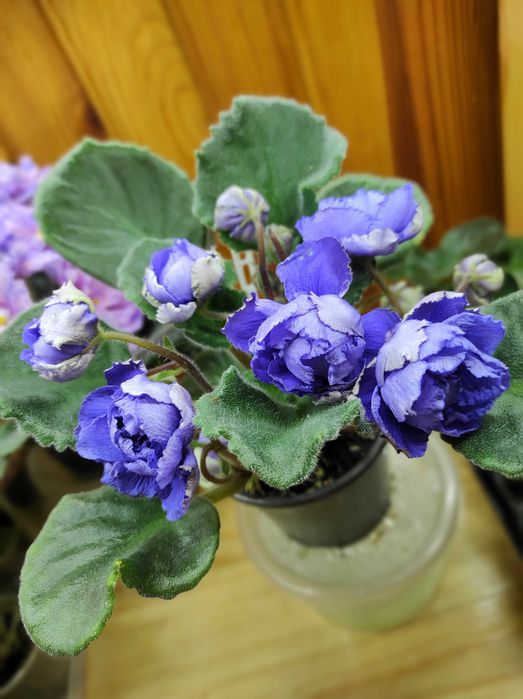 Сортові фіалки вкорінені листочки з дітками