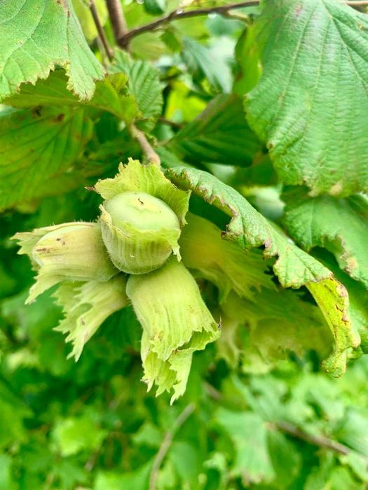 Продам дворічні саджанці фундука Істрійський довгий (Istarski dugi)