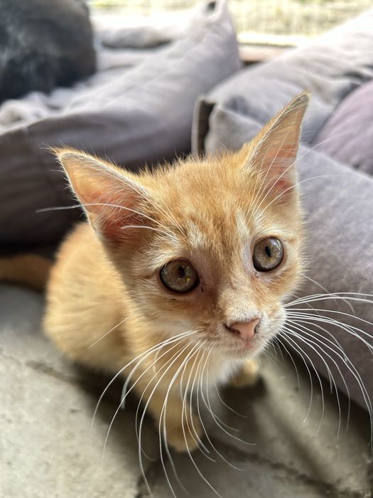 3 oswojone kocurki polecaja się do adoocji