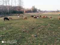 Продам вівці з ягнятами,село Угли