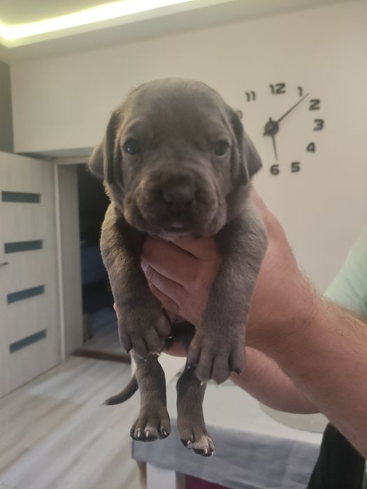 Cane Corso zapraszamy do rezerwacji
